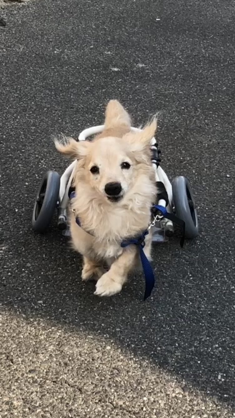 はじめペットケアはうす