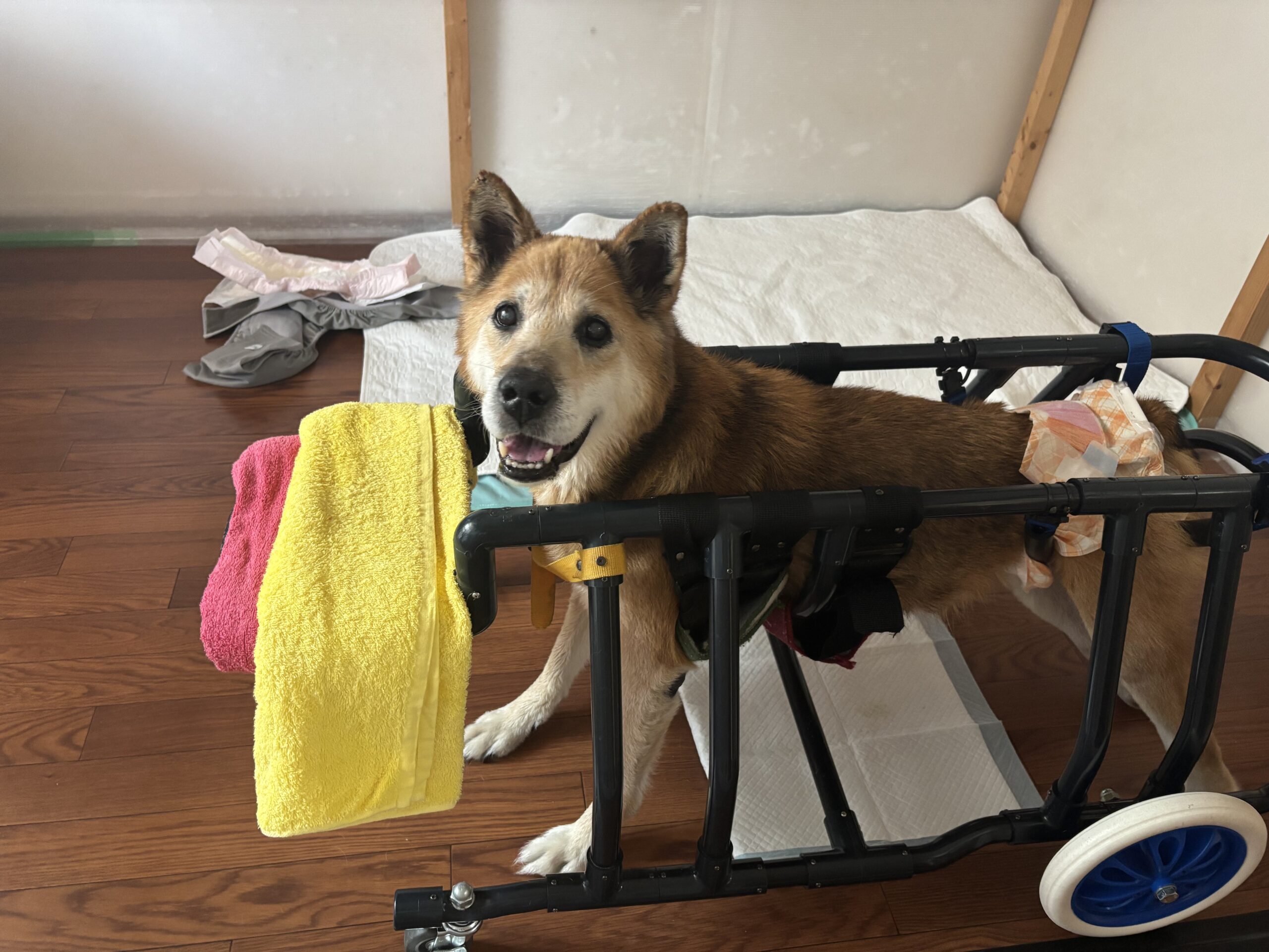 老犬のショートステイ・終身預かり